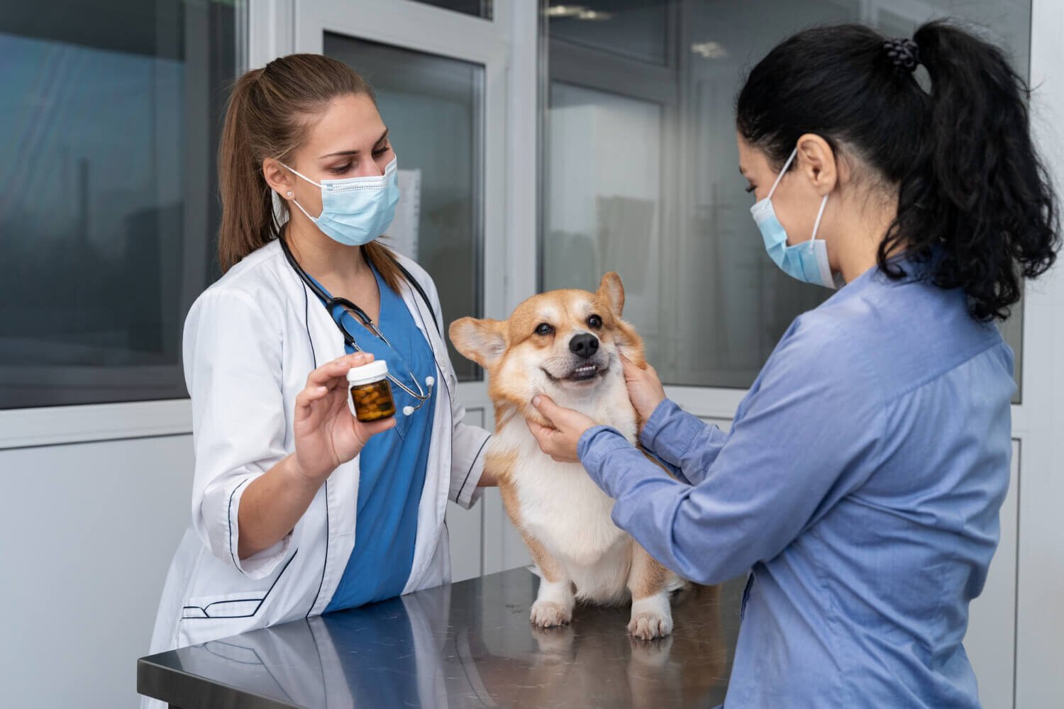 Pet Insurance for Dogs