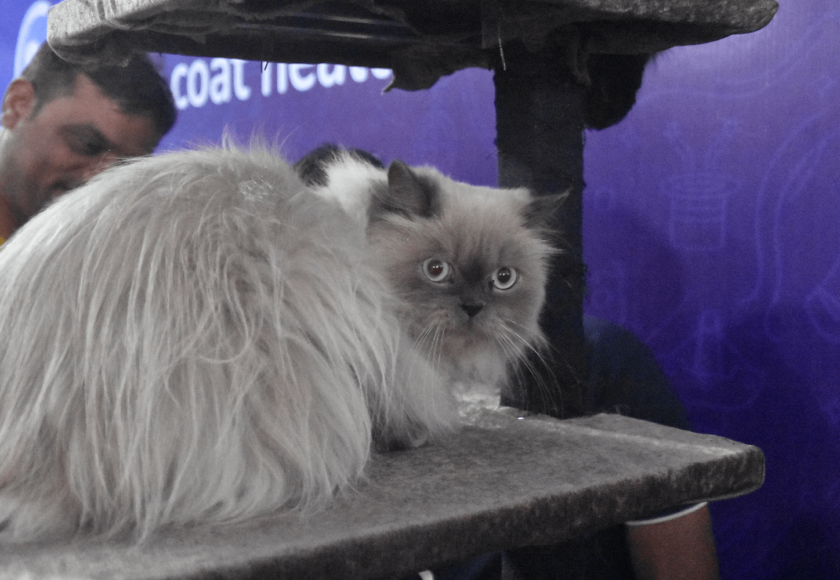Are Cats Good Pets