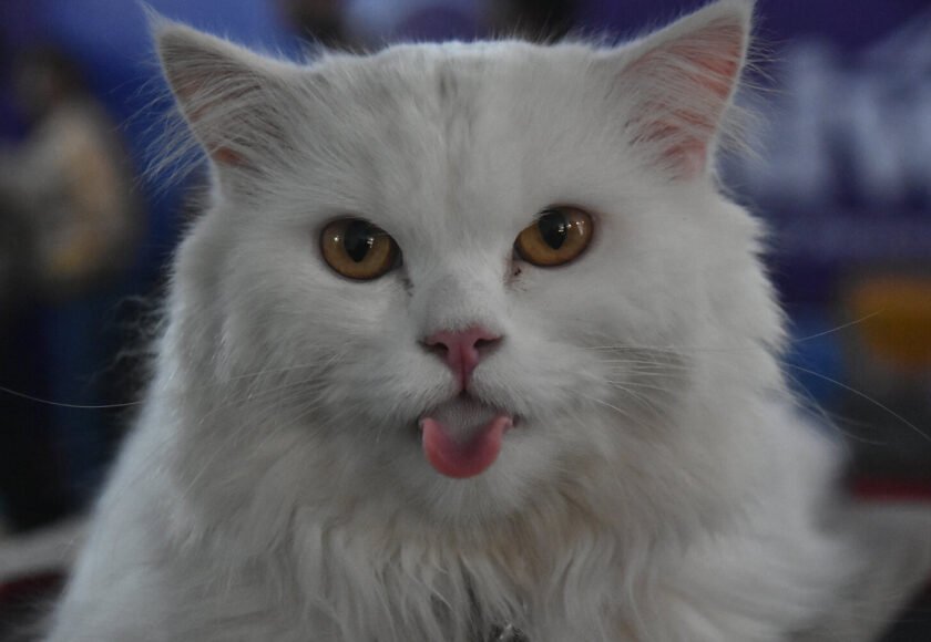 Cats Suitable for Indian Climate