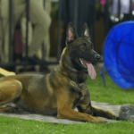 Are Labrador Retrievers Easy to Train? Tips to Unlock Their Full Potential