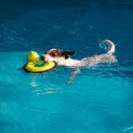 Why Dogs Generally Hang Out Their Tongue in Summer?