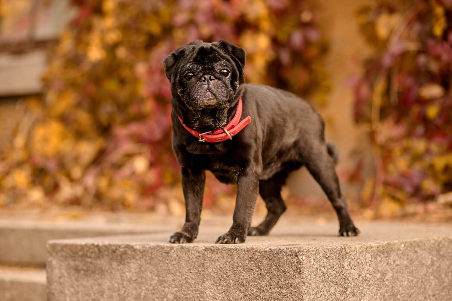 Bulldog Temperament and Myths