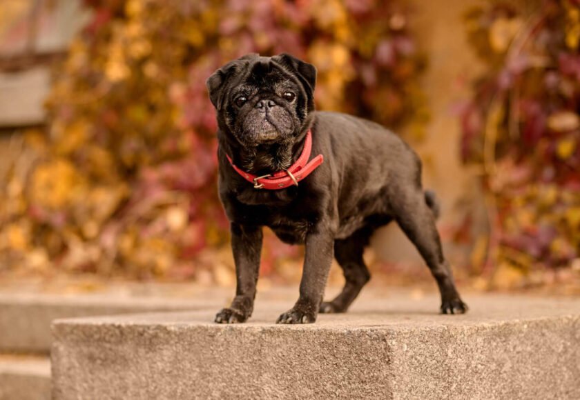 Bulldog Temperament and Myths