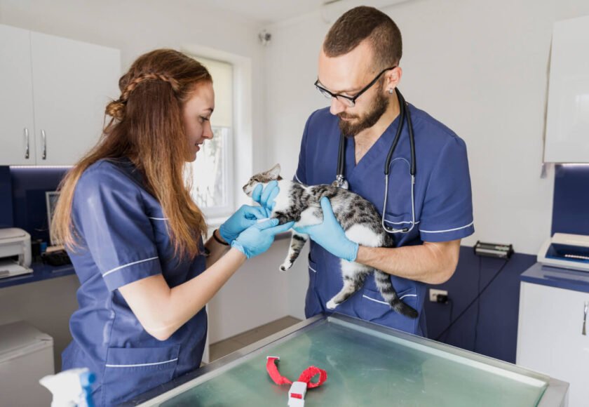 Where to Get Pet Insurance in India