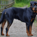 Which Dog Breeds Are Banned in India? A Comprehensive List and Reasons Behind the Ban