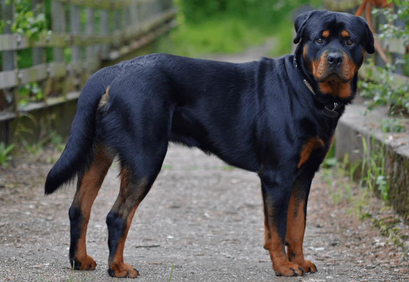 Which Dog Breeds Are Banned in India