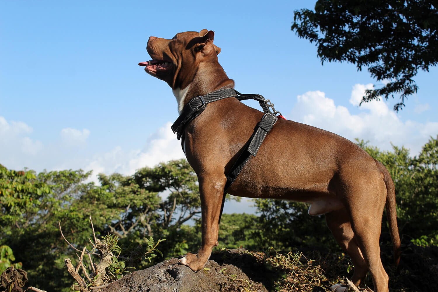 Are Pitbulls Dangerous