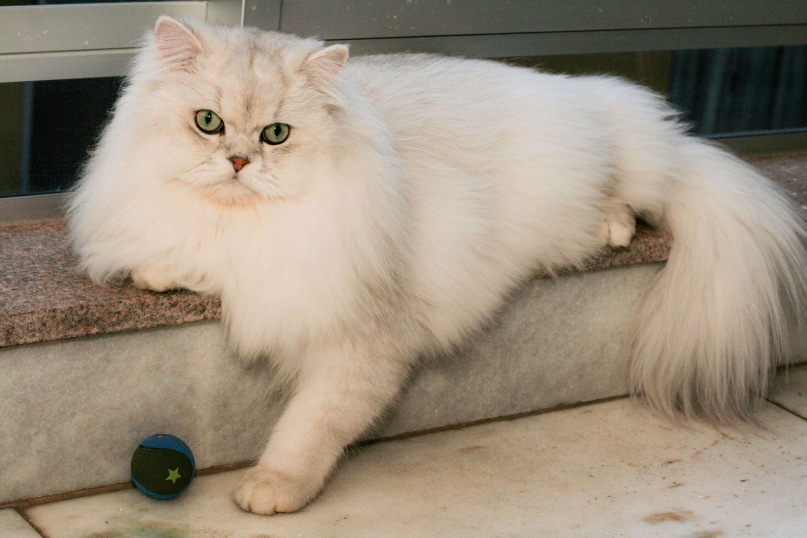 Persian Cats in India