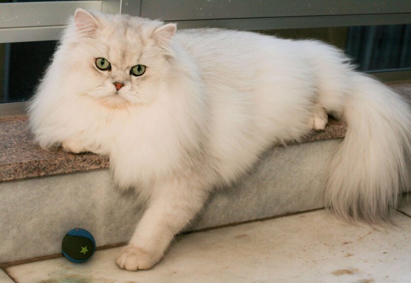 Persian Cats in India