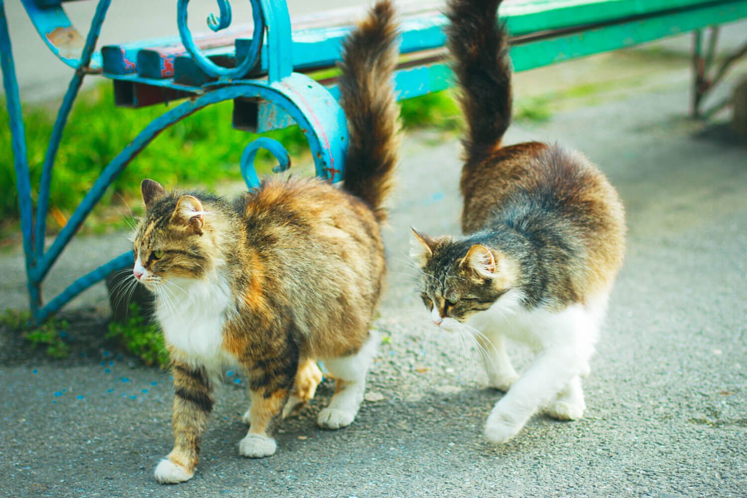 Indian Cat vs Persian Cat