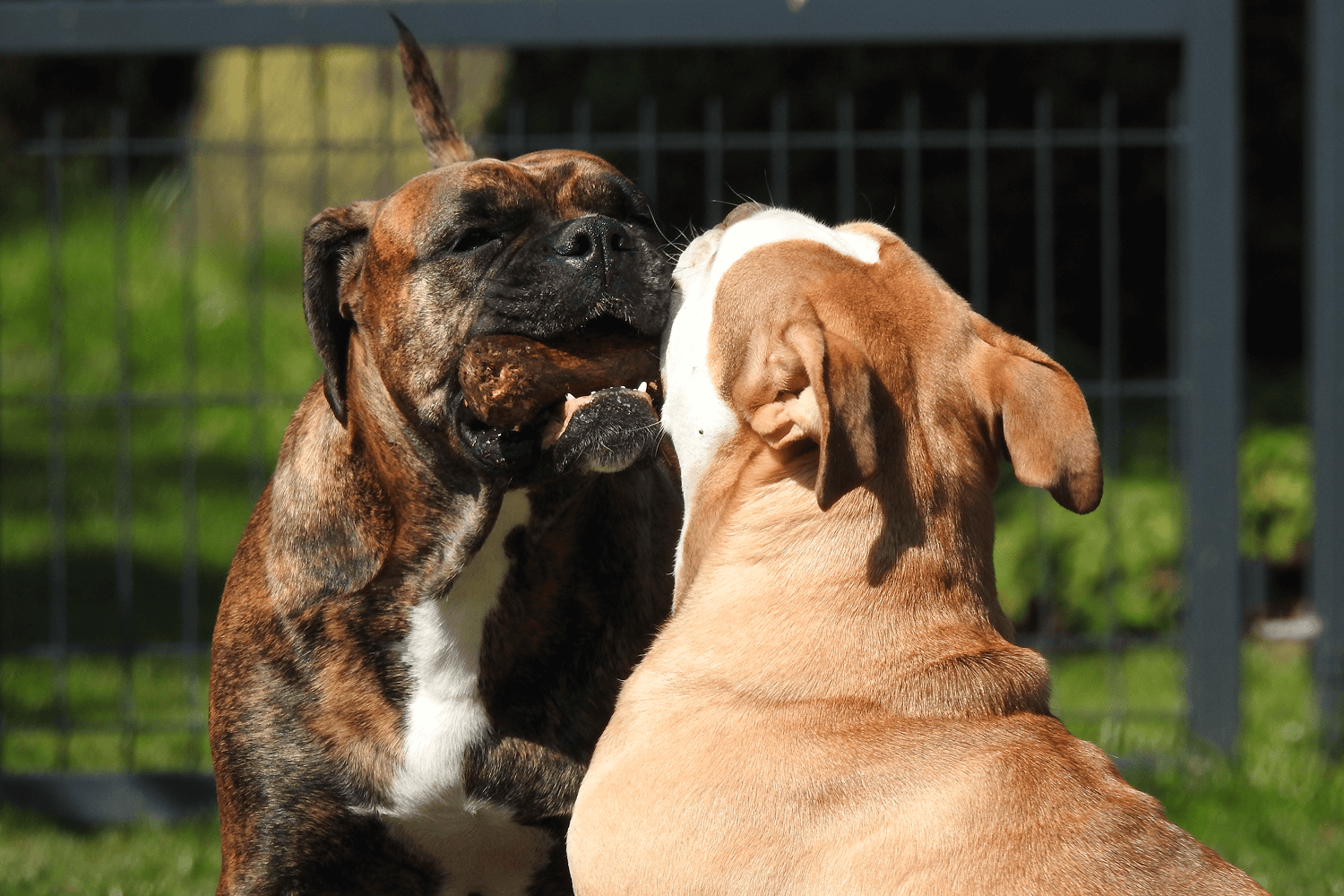 Pitbull vs Bulldog