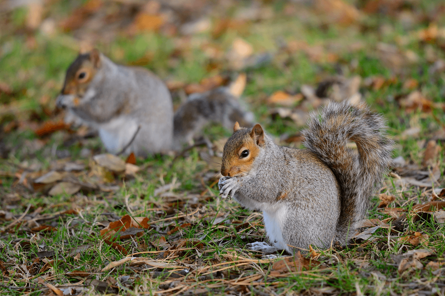 Can Squirrels Be Pets