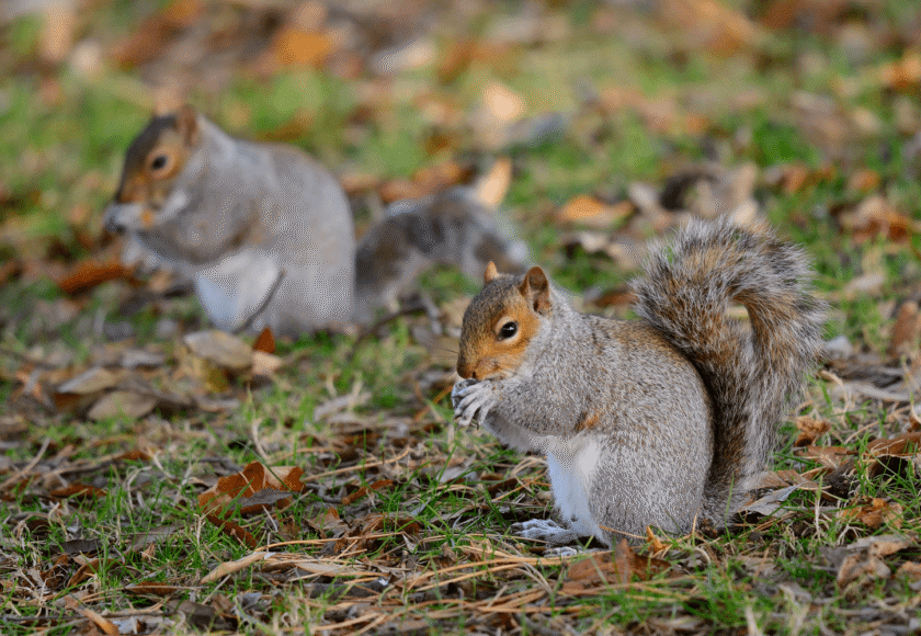 Can Squirrels Be Pets