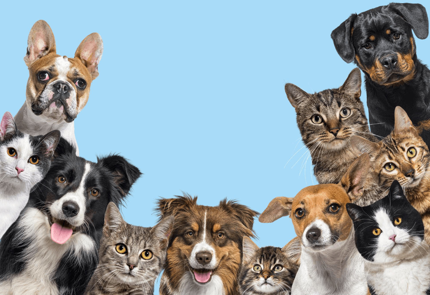 Most Common Pet Peeves