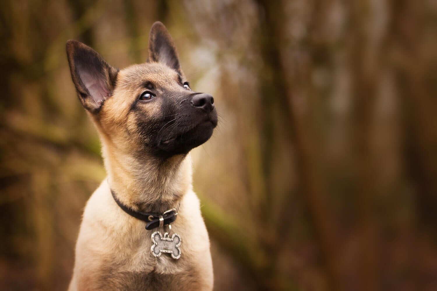 Rare Dog Breeds