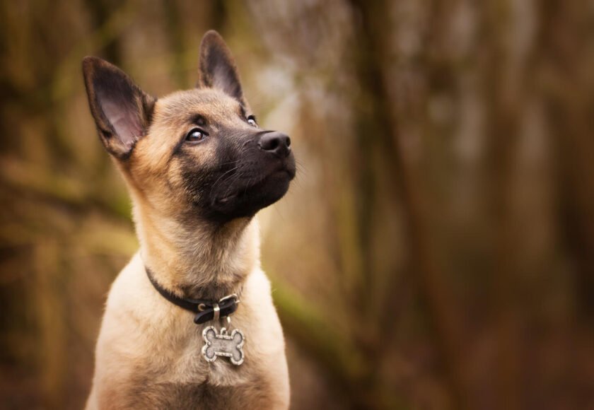 Rare Dog Breeds