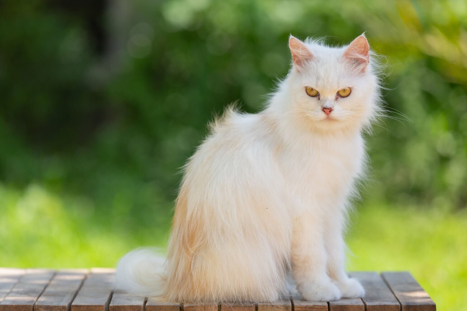Rare Cat Breeds You Didn’t Know Existed