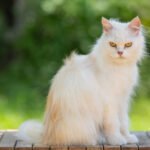Top 10 Rare Cat Breeds You Didn’t Know Existed