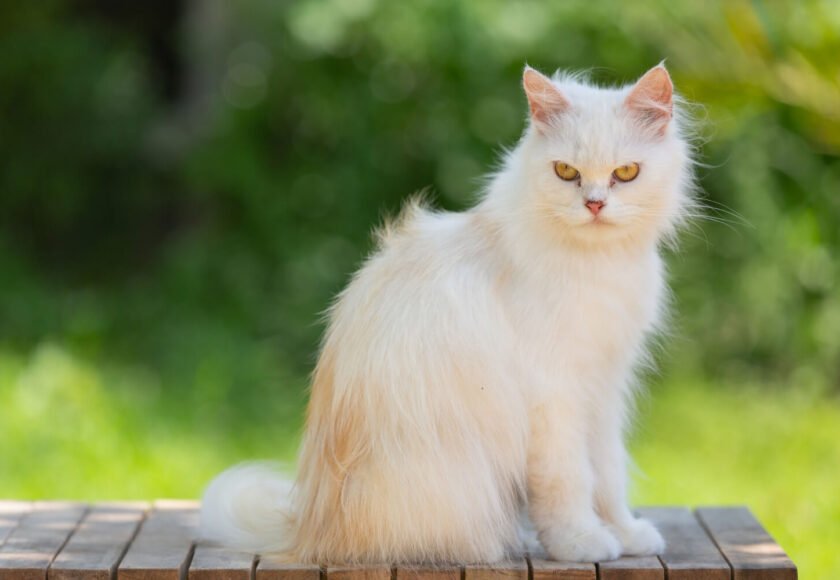 Rare Cat Breeds You Didn’t Know Existed