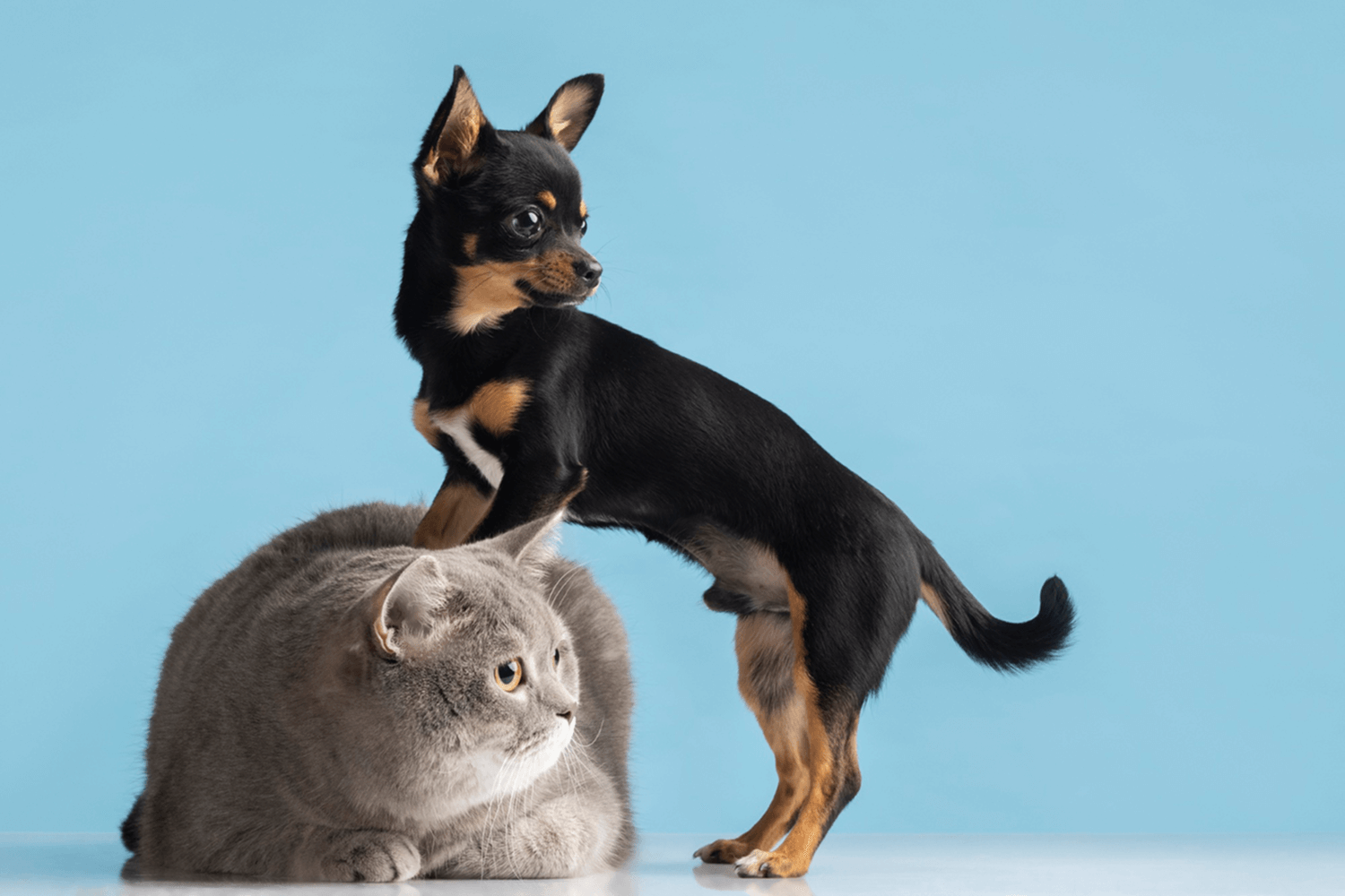 Best Pet for Families with Kids - Cats or Dogs