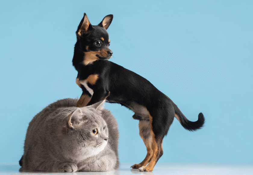 Best Pet for Families with Kids - Cats or Dogs