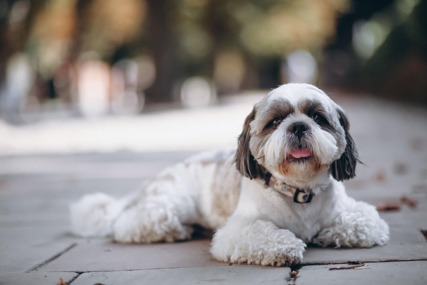 Shih Tzu Dog Breed Pros and Cons