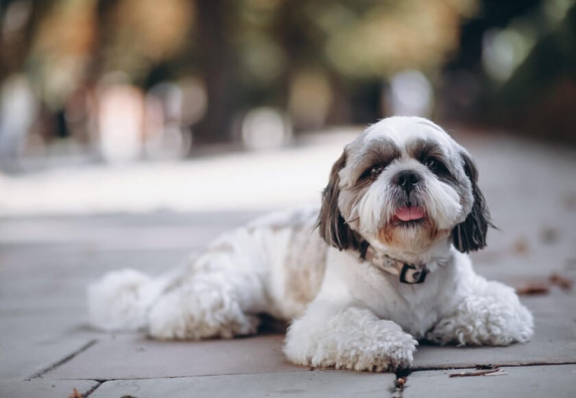Shih Tzu Dog Breed Pros and Cons