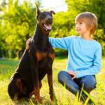 Are Dobermans Good with Kids? A Parent’s Guide to the Breed