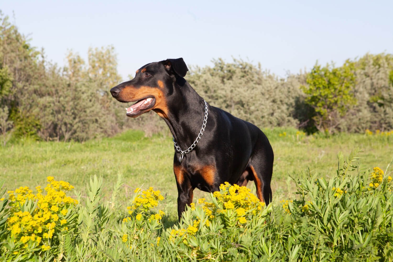 Doberman vs Rottweiler Guard Dog Comparison
