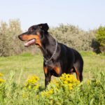 Doberman vs Rottweiler: Who Makes a Better Guard Dog?