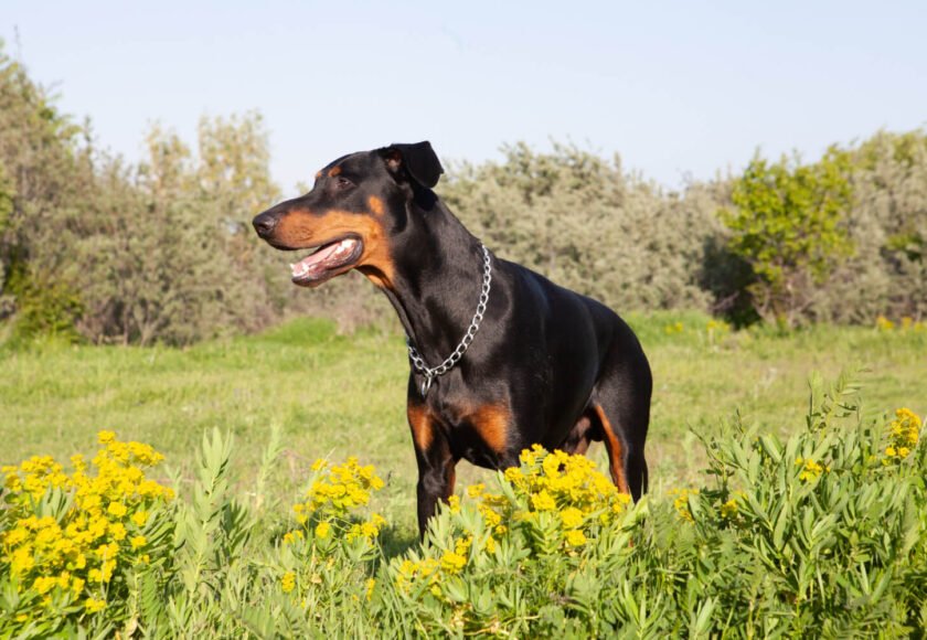 Doberman vs Rottweiler Guard Dog Comparison