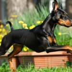 Why Is a Doberman’s Tail Cut? Understanding Tail Docking