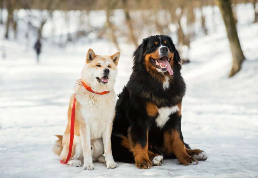Most Expensive Dog Breeds in the World