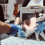 Top 10 Common Cat Skin Diseases and Their Symptoms
