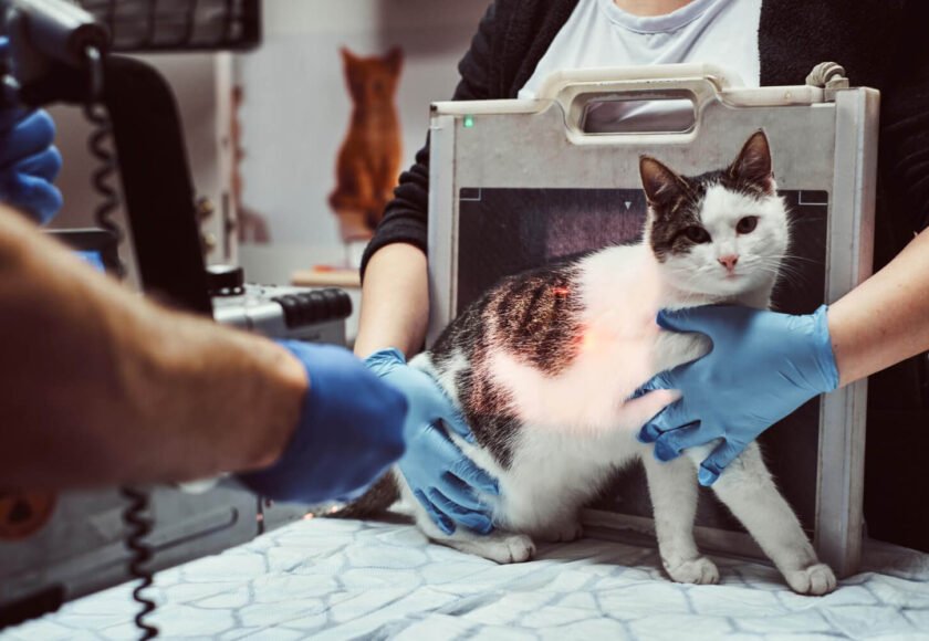 Top 10 Common Cat Skin Diseases and Their Symptoms