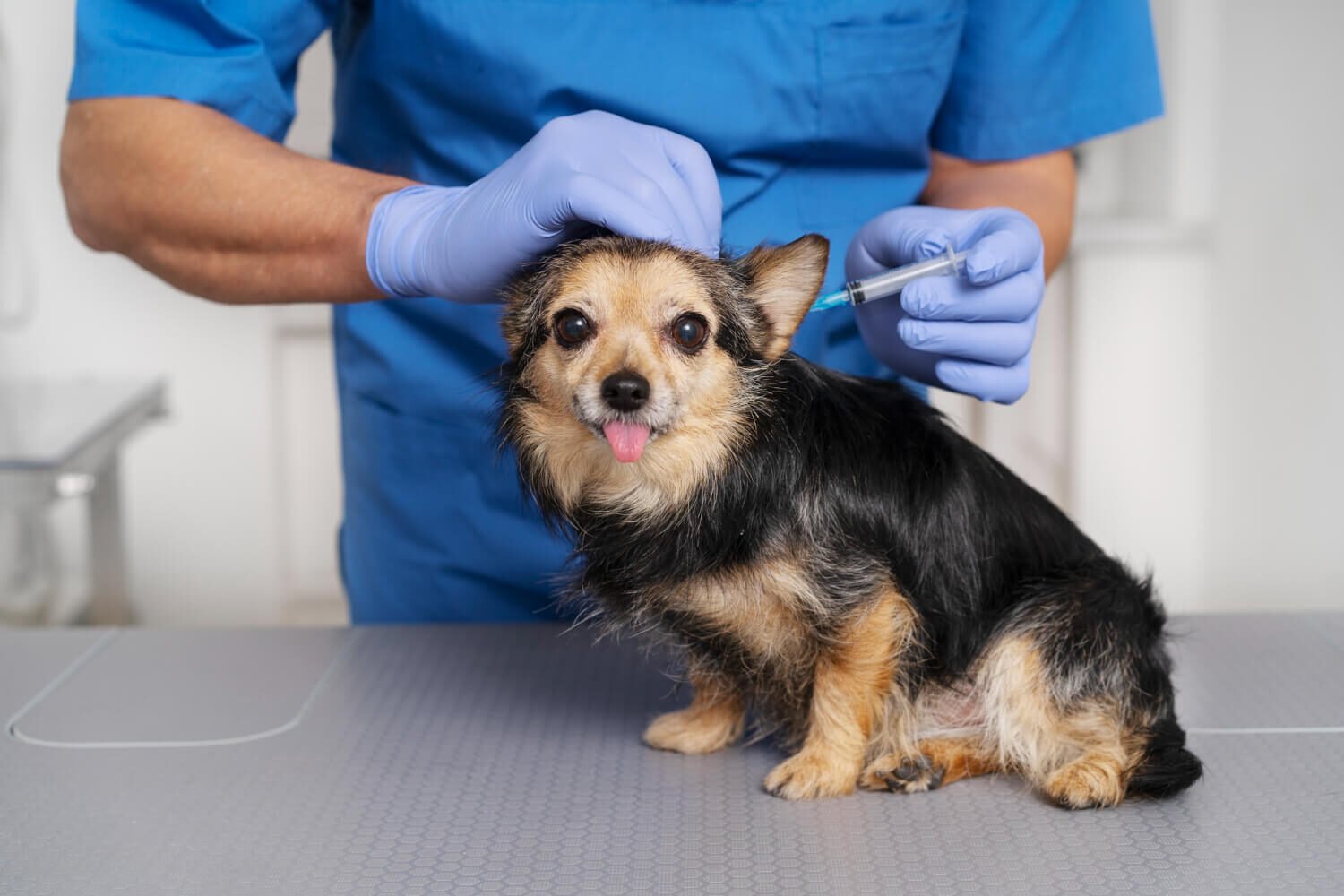 10 Common Dog Diseases Every Pet Owner Should Know About