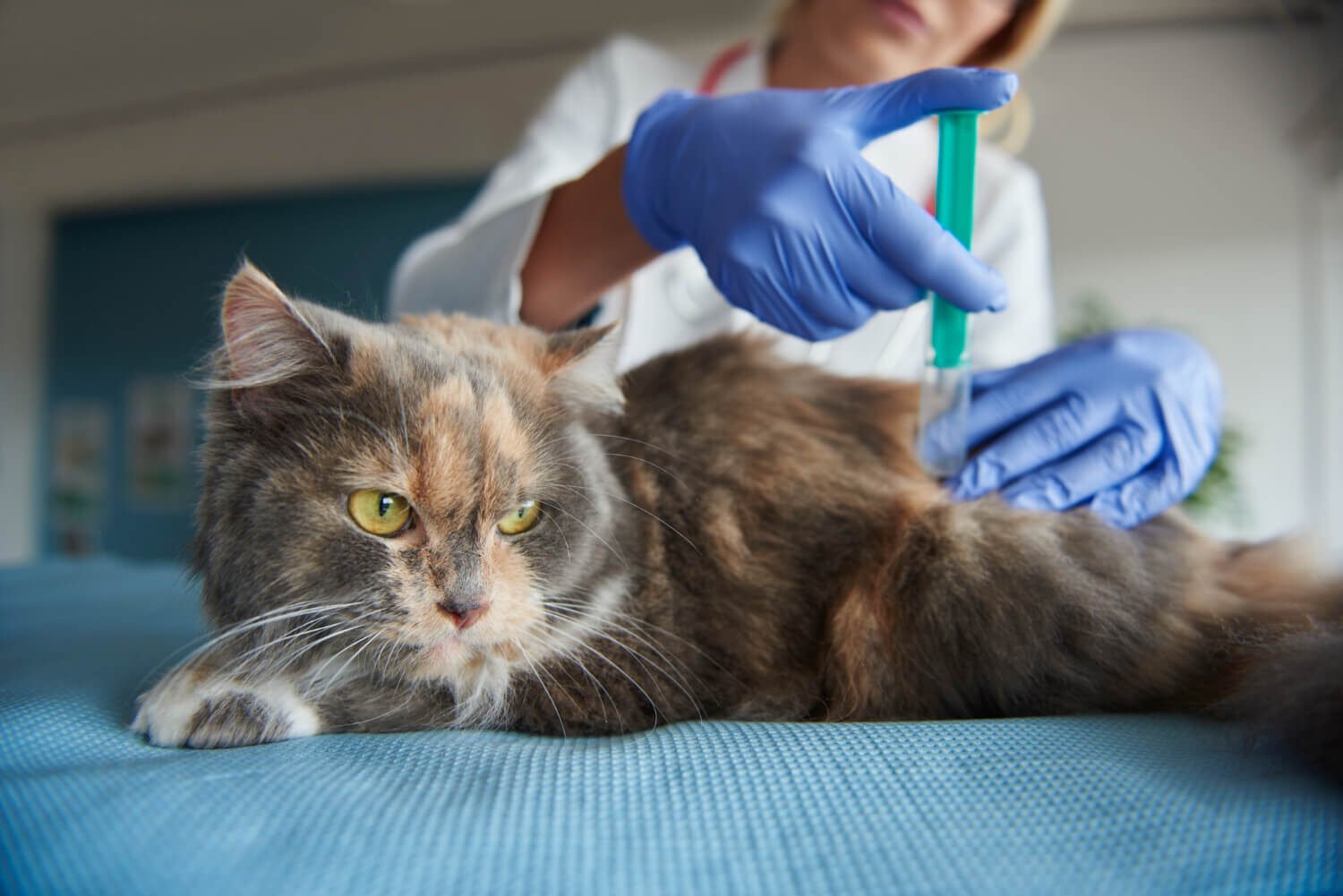 Top 10 Cat Diseases Every Pet Parent Should Know