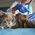 Top 10 Cat Diseases Every Pet Parent Should Know