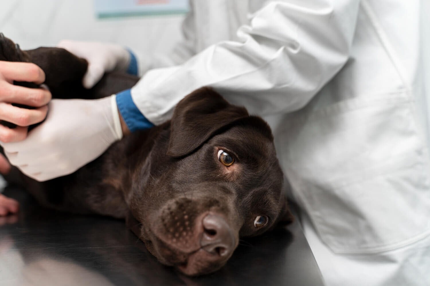 Types of Dog Skin Diseases and Their Treatment Options