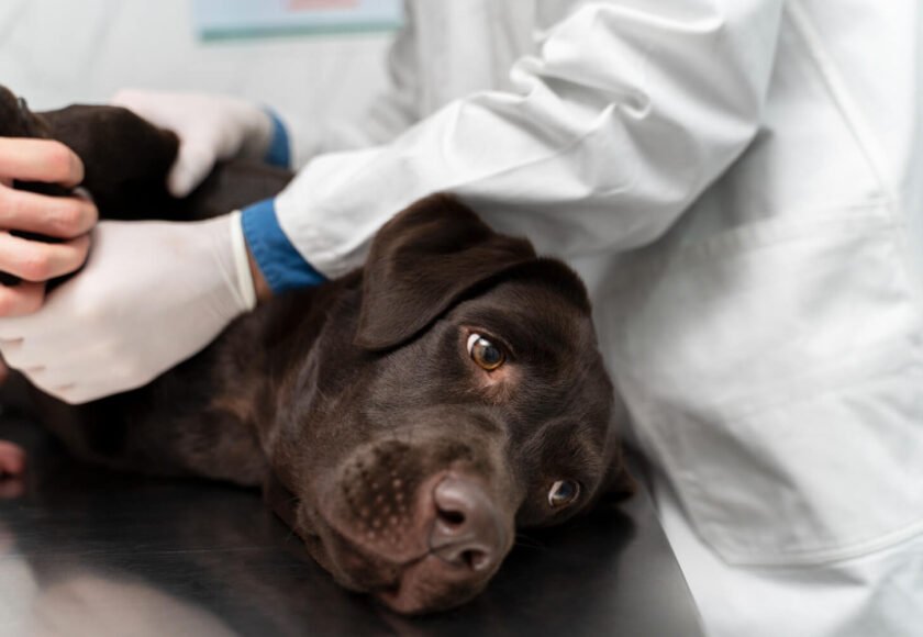 Types of Dog Skin Diseases and Their Treatment Options