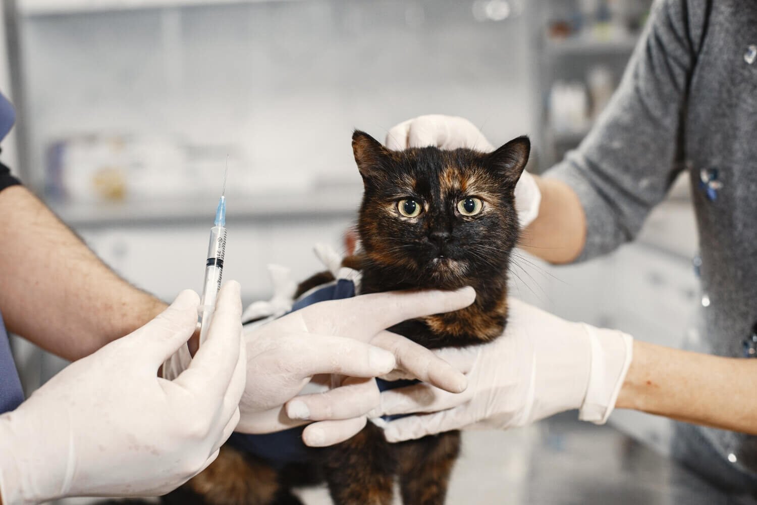 Cat Vaccinations Protecting Your Feline Friend