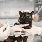 Cat Vaccinations: Protecting Your Feline Friend from Diseases