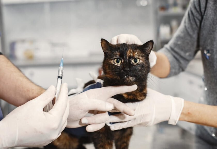 Cat Vaccinations Protecting Your Feline Friend