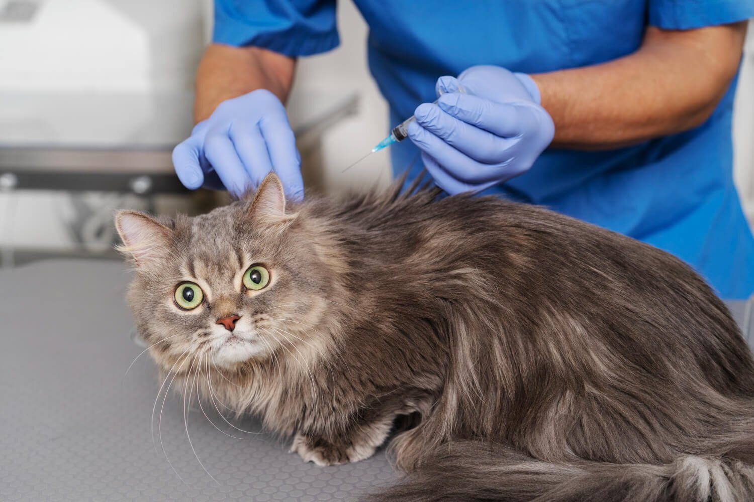 Does Pet Health Insurance Cover Vaccinations