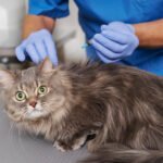 Does Pet Health Insurance Cover Vaccinations? A Complete Guide