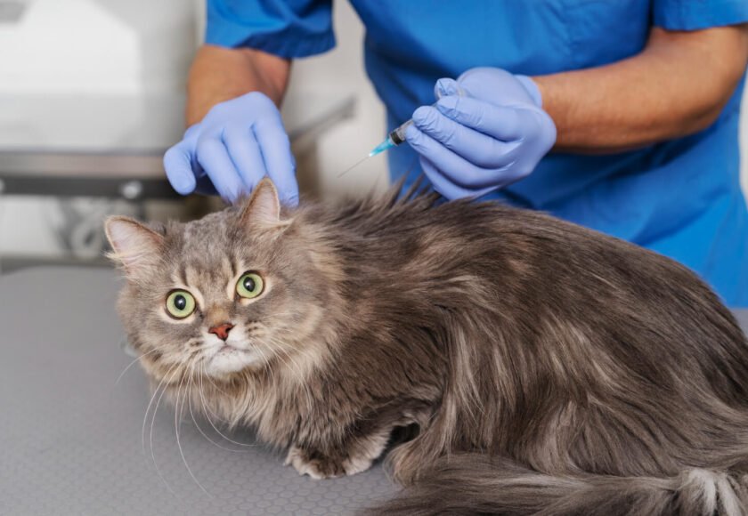 Does Pet Health Insurance Cover Vaccinations