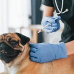 Dog Vaccinations: Essential Shots Every Dog Needs