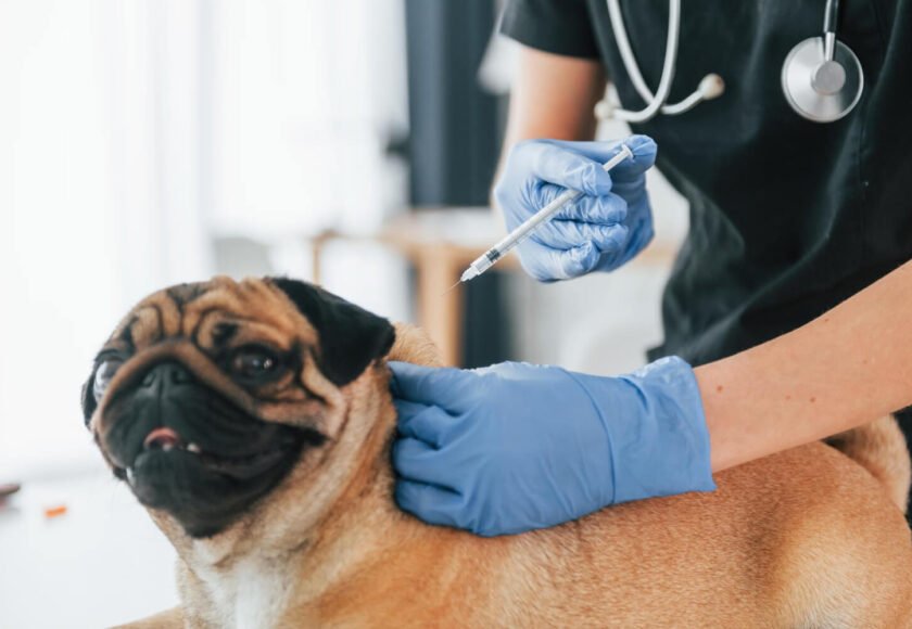 Dog Vaccinations Essential Shots Every Dog Needs