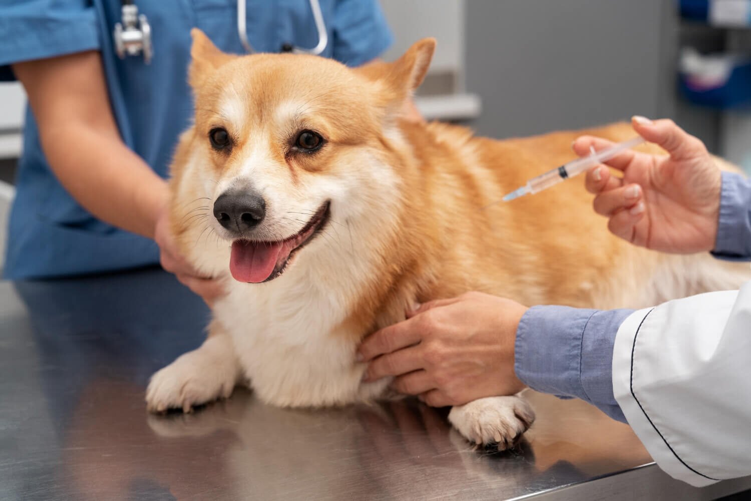 Pet Vaccinations Guide for New Pet Owners