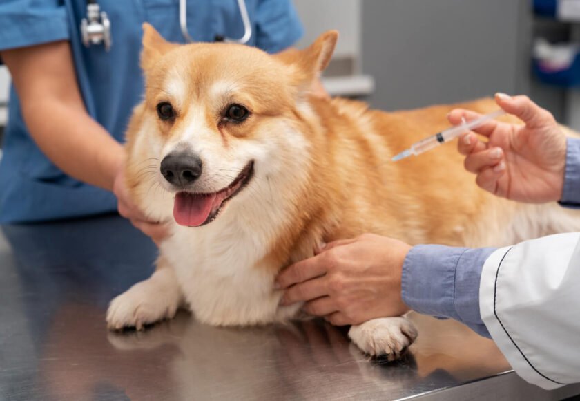 Pet Vaccinations Guide for New Pet Owners